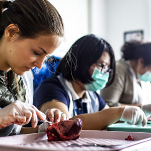 Heart Dissection in Medicine Summer School